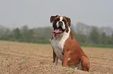 BOXER 342